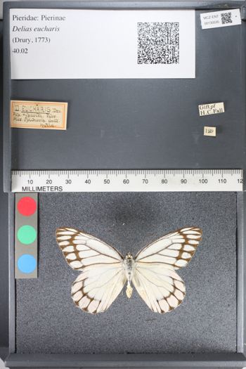 Media type: image;   Entomology 130535